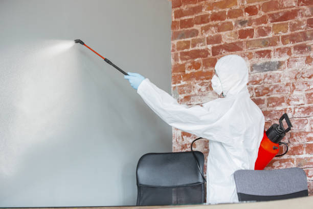 Best Asbestos and Lead Testing During Mold Inspection  in White Center, WA