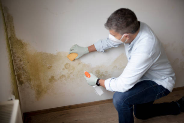 Best Mold Remediation for Healthcare Facilities  in White Center, WA